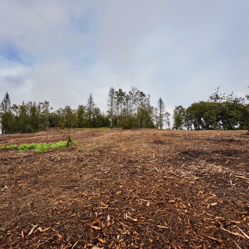 sanctuary-forestry-mulching-02