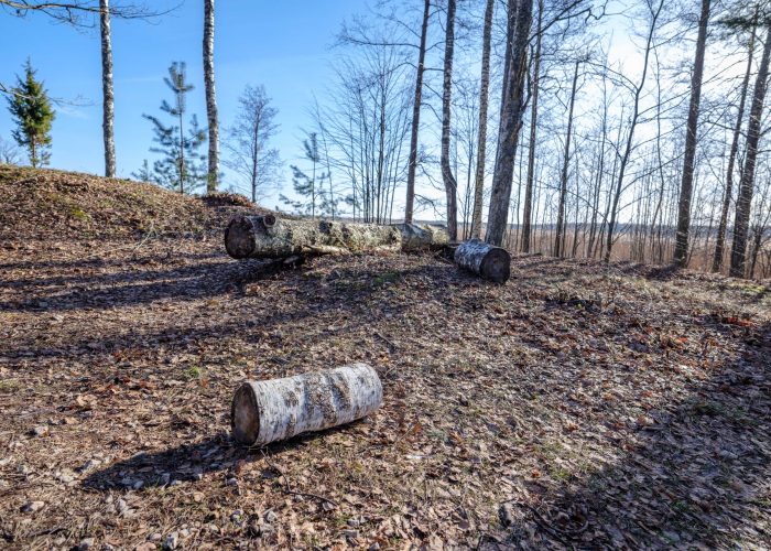 sanctuary-forestry-mulching-05