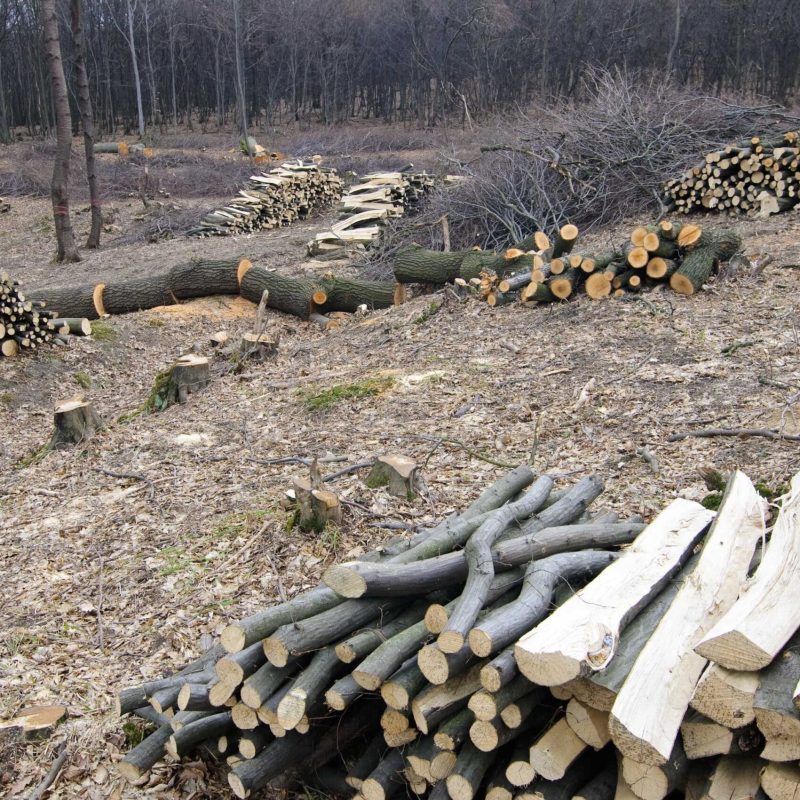 sanctuary-forestry-mulching-07